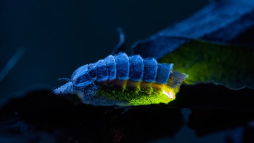 Glowing female glow worm at Sheringham Park